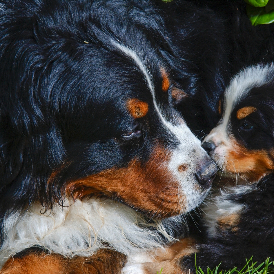 Cachorro Boyero de Berna Premium Kennel Club Chile