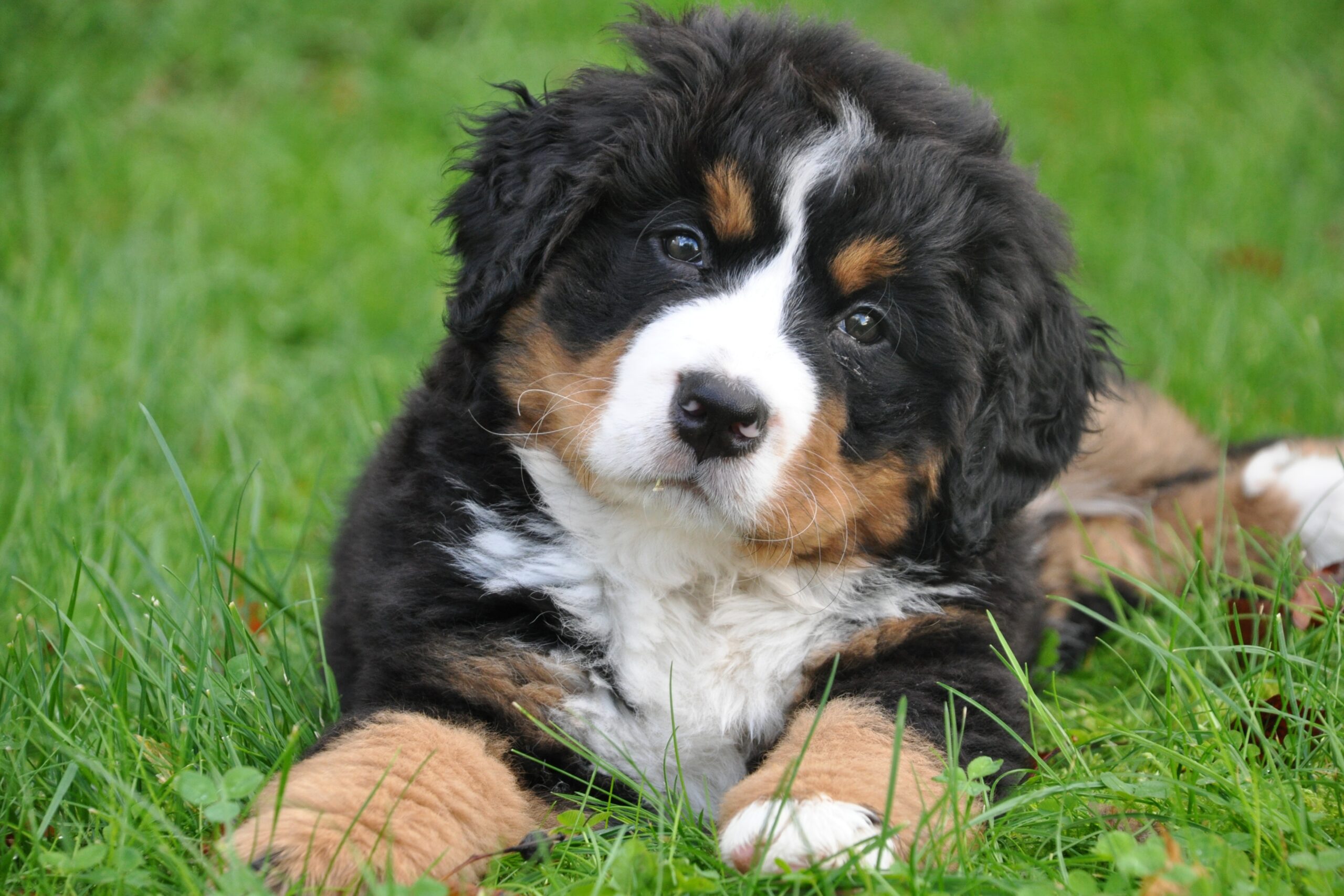 Cachorro Boyero de Berna recién nacido