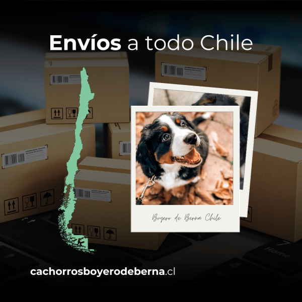 Envíos a todo chile boyero de berna