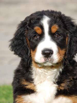 cachorros boyero de berna pag inicio (2)