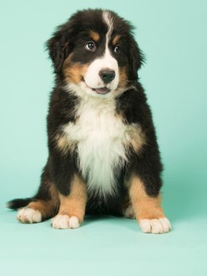 cachorros boyero de berna pag inicio